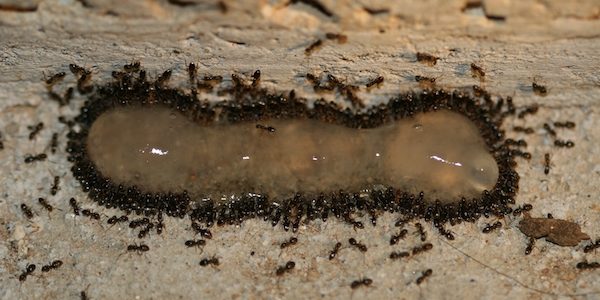 Image result for Baiting Ants